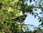 Blackbird