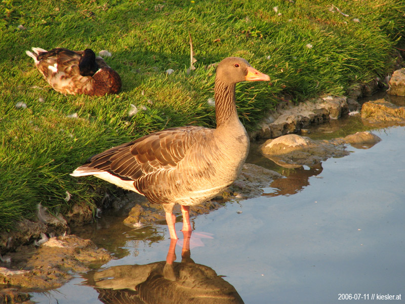 Goose