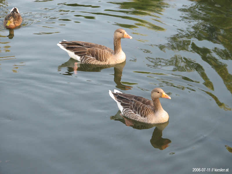Gooses