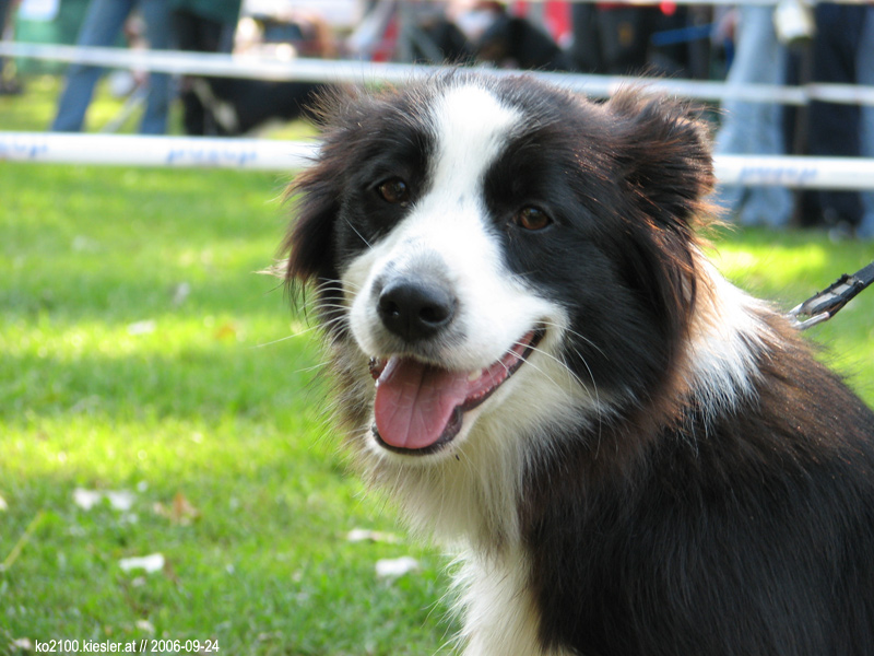 border collie
