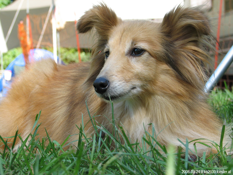 sheltie