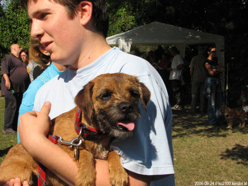 small dog 2